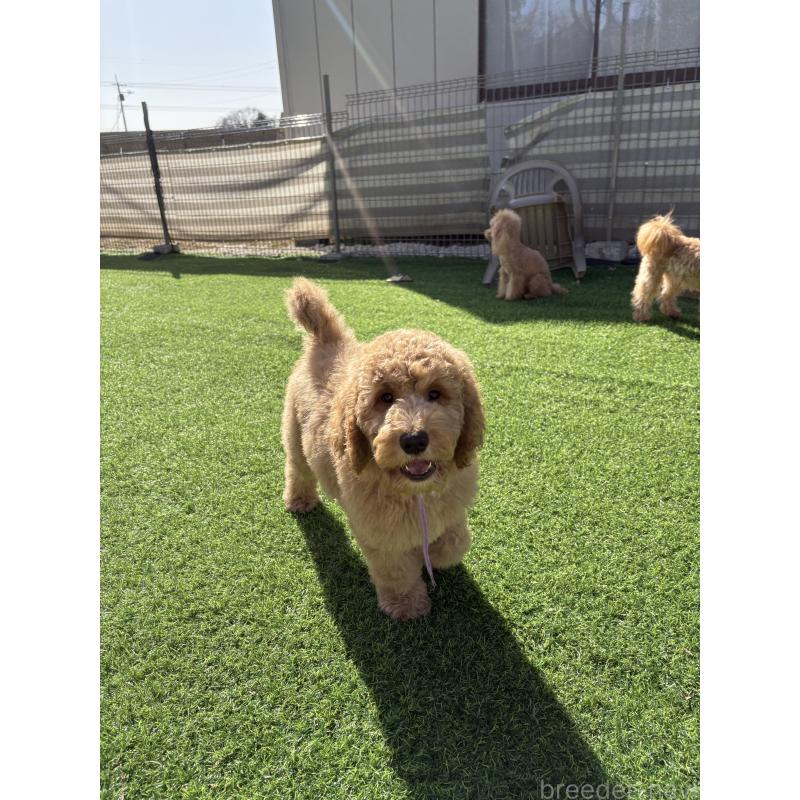 商談中の茨城県のスタンダードプードル-433641の3枚目