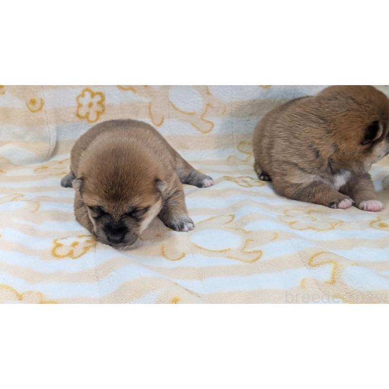 販売中の熊本県の豆柴-440782の30枚目