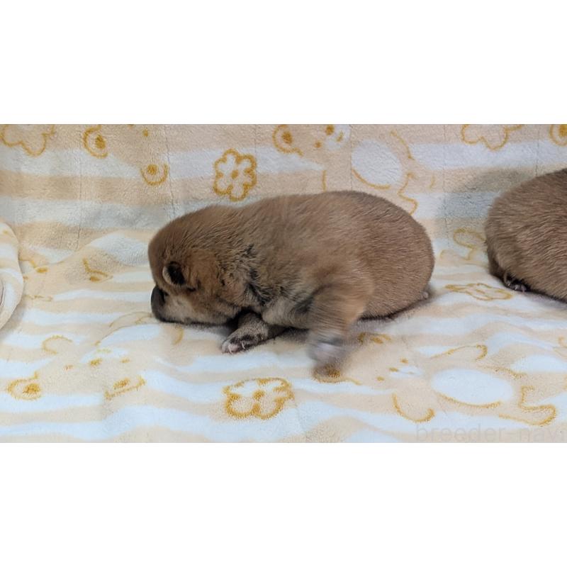 販売中の熊本県の豆柴-440782の29枚目