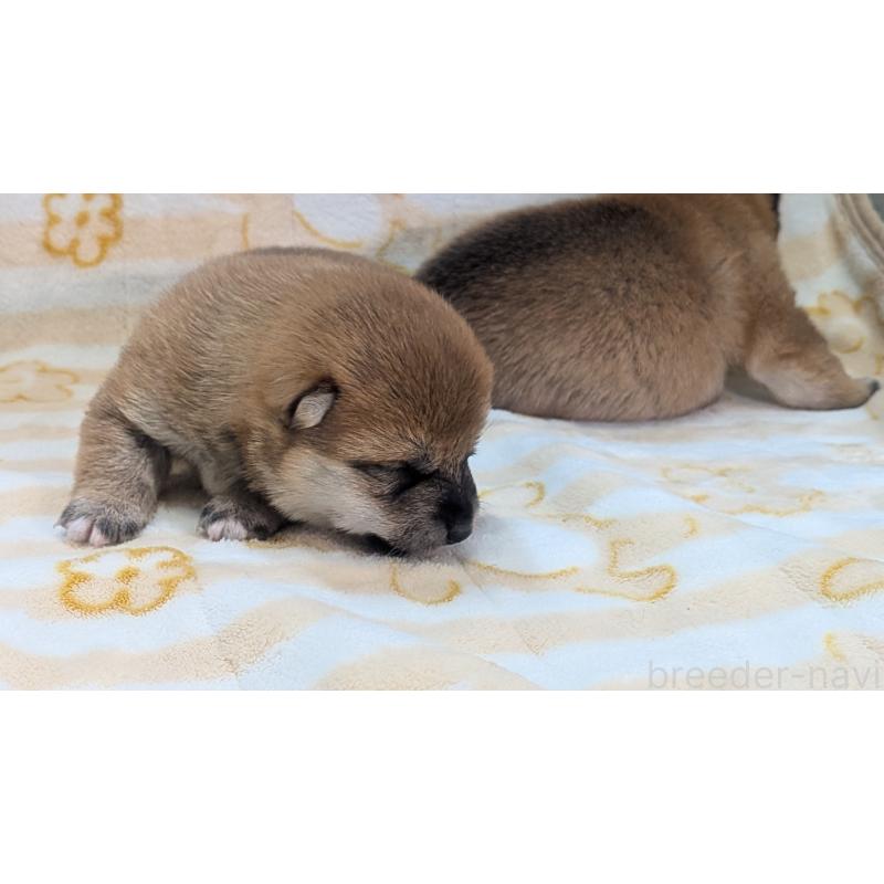 販売中の熊本県の豆柴-440782の28枚目