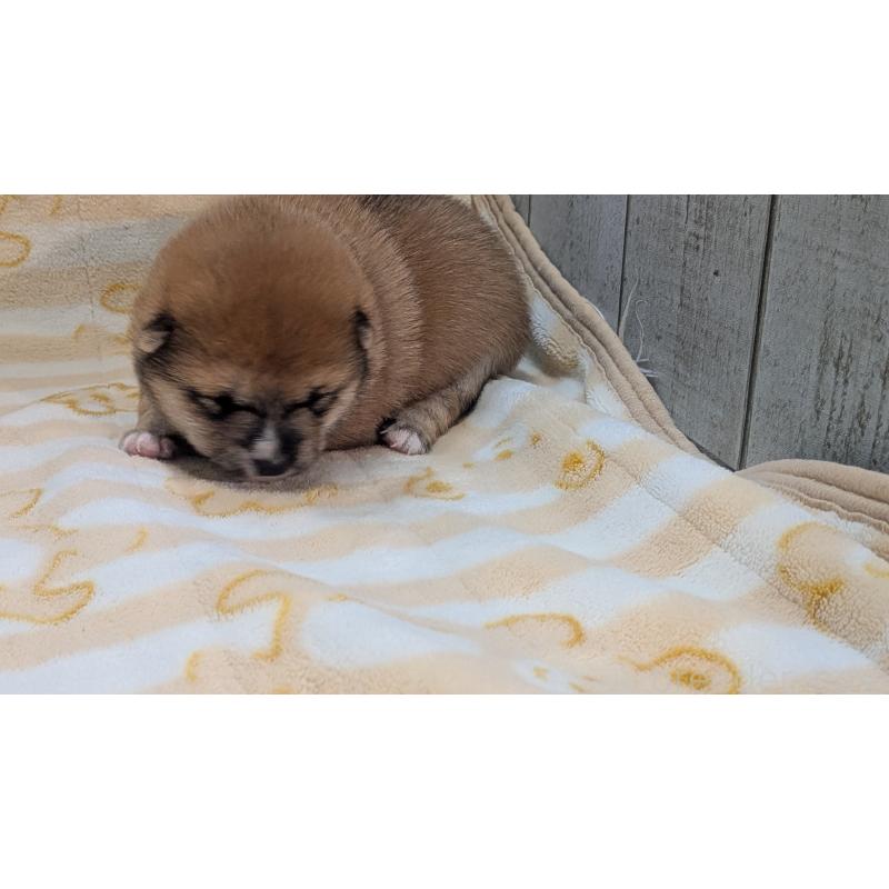 販売中の熊本県の豆柴-440085の33枚目