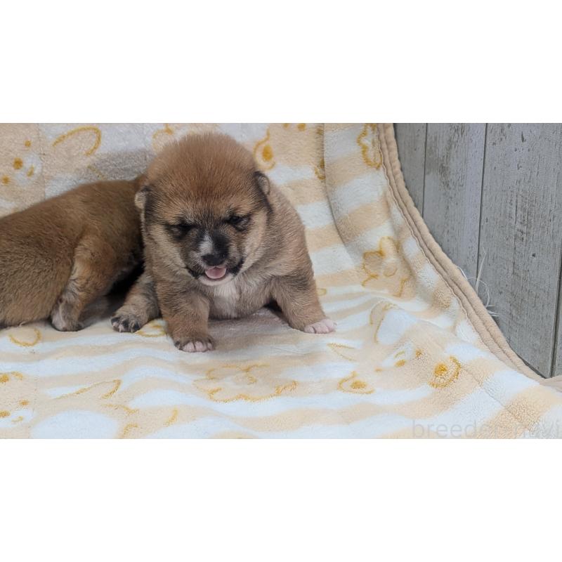 販売中の熊本県の豆柴-440085の32枚目