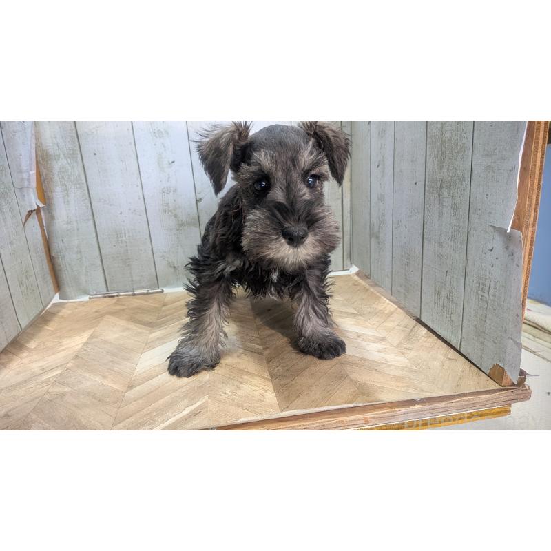 成約済の熊本県のミニチュアシュナウザー-430940の4枚目