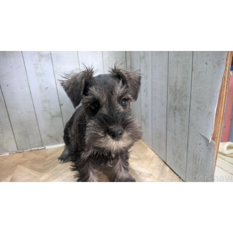 成約済の熊本県のミニチュアシュナウザー-430940の3枚目