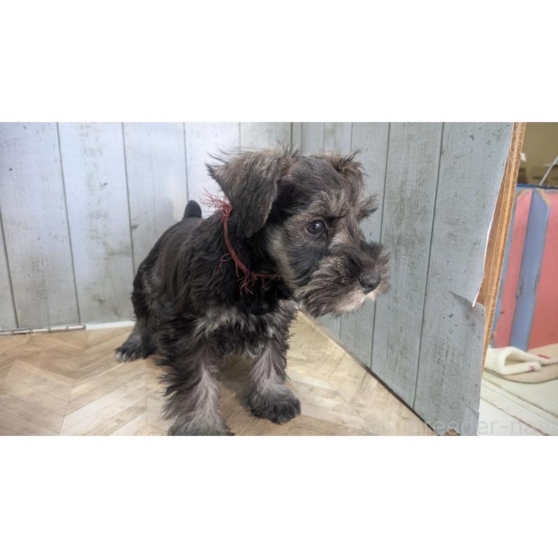 成約済の熊本県のミニチュアシュナウザー-430940の2枚目