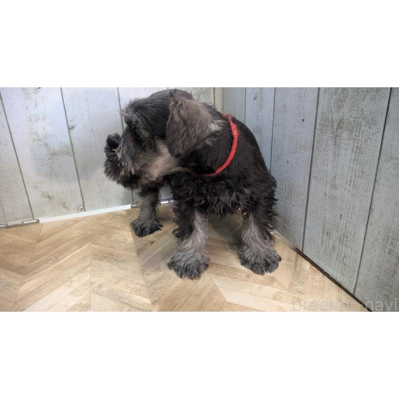 販売中の熊本県のミニチュアシュナウザー-432240の3枚目