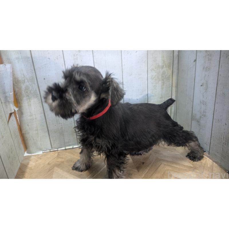 販売中の熊本県のミニチュアシュナウザー-432240の2枚目