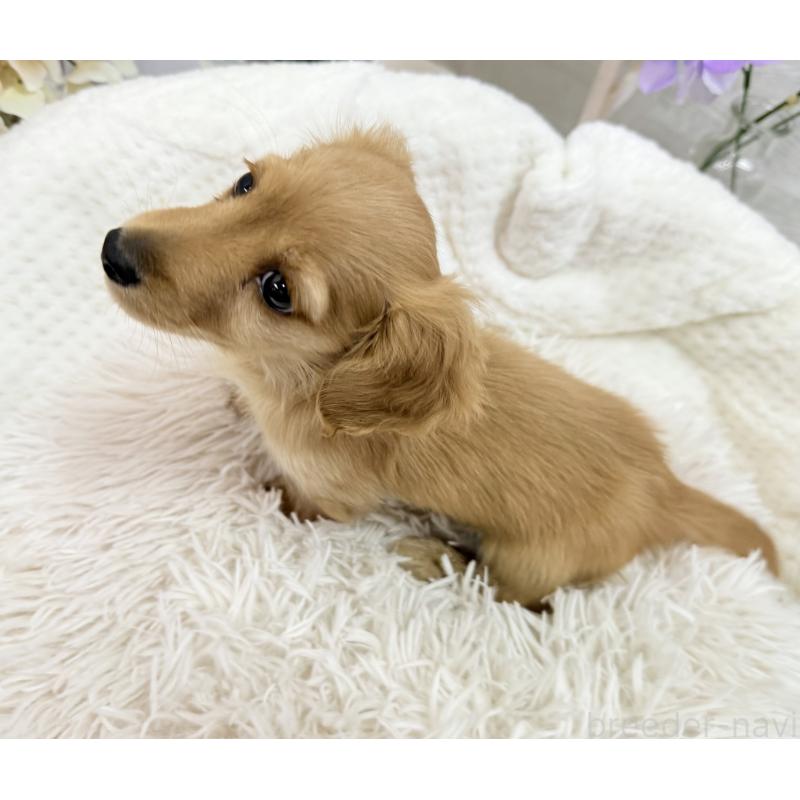 成約済の京都府のミニチュアダックスフンド(ロングヘアード)-437906の4枚目