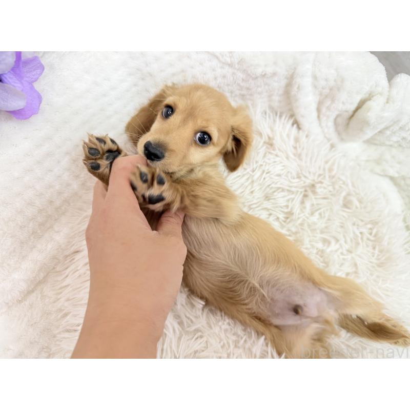 成約済の京都府のミニチュアダックスフンド(ロングヘアード)-437906の3枚目