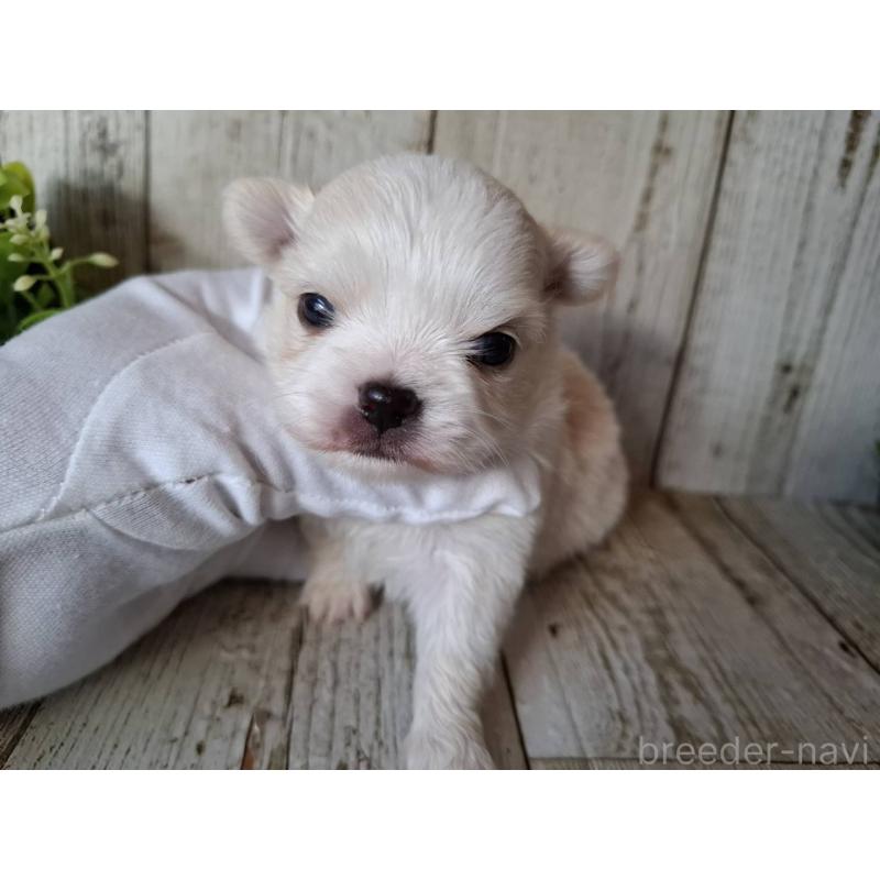 販売中の千葉県のチワワ(ロングコート)-441806