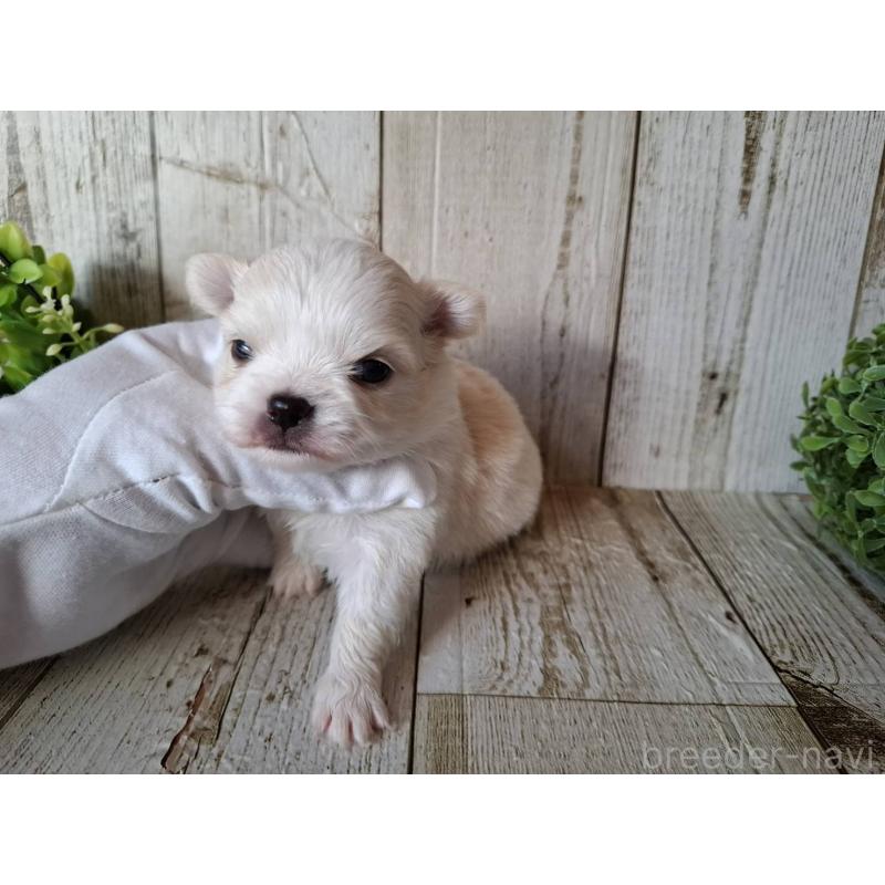 販売中の千葉県のチワワ(ロングコート)-441806の10枚目