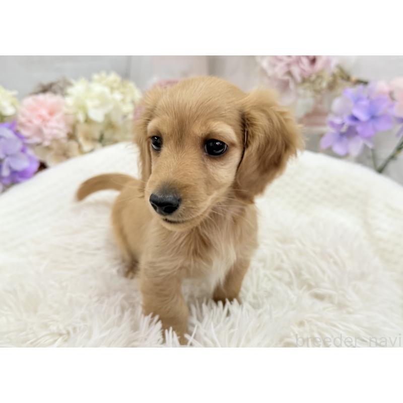 成約済の京都府のミニチュアダックスフンド(ロングヘアード)-437906の2枚目