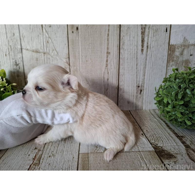 販売中の千葉県のチワワ(ロングコート)-441806の9枚目