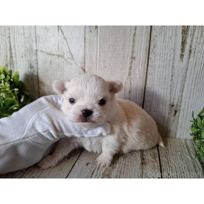 販売中の千葉県のチワワ(ロングコート)-441806の8枚目