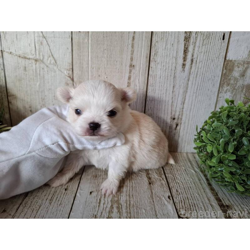 販売中の千葉県のチワワ(ロングコート)-441806の7枚目