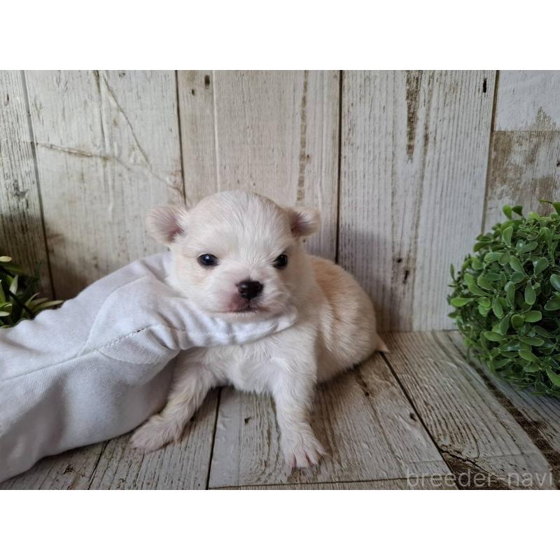 販売中の千葉県のチワワ(ロングコート)-441806の6枚目