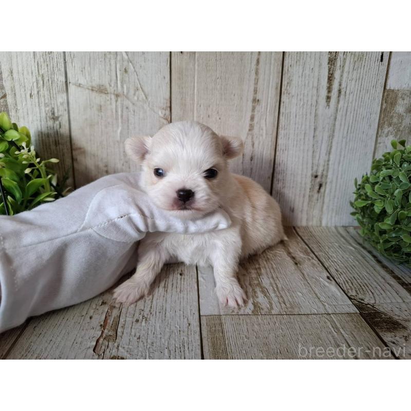 販売中の千葉県のチワワ(ロングコート)-441806の5枚目