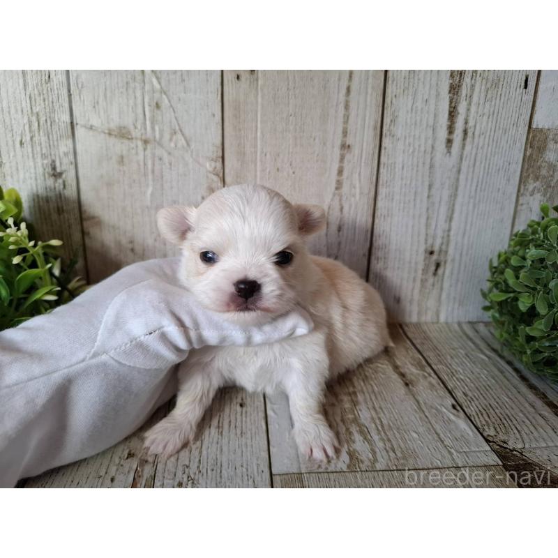 販売中の千葉県のチワワ(ロングコート)-441806の4枚目