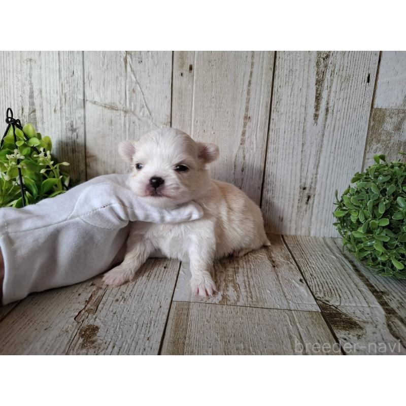 販売中の千葉県のチワワ(ロングコート)-441806の3枚目