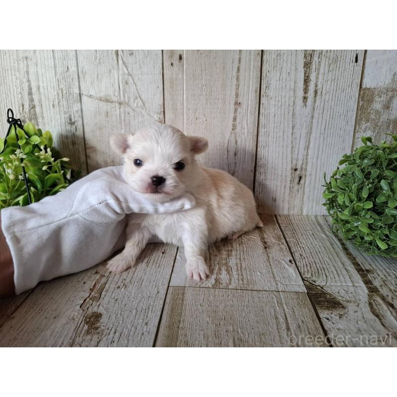 販売中の千葉県のチワワ(ロングコート)-441806の2枚目