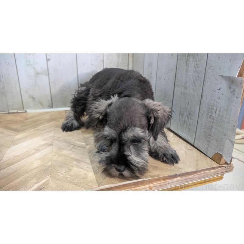 販売中の熊本県のミニチュアシュナウザー-435014の8枚目