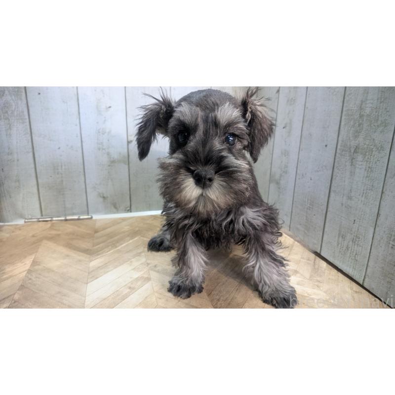 販売中の熊本県のミニチュアシュナウザー-435014の7枚目