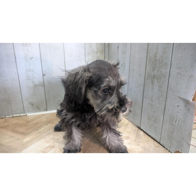 販売中の熊本県のミニチュアシュナウザー-435014の6枚目