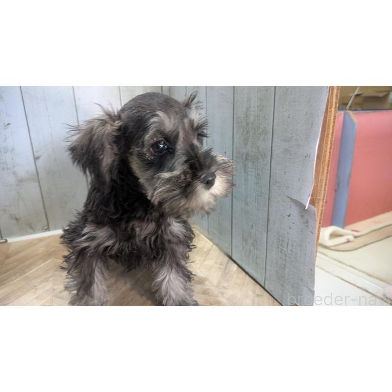 販売中の熊本県のミニチュアシュナウザー-435014の5枚目