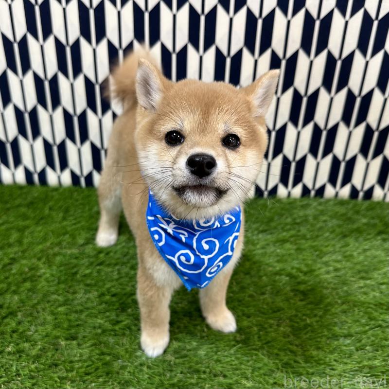 販売中の広島県の豆柴-434331