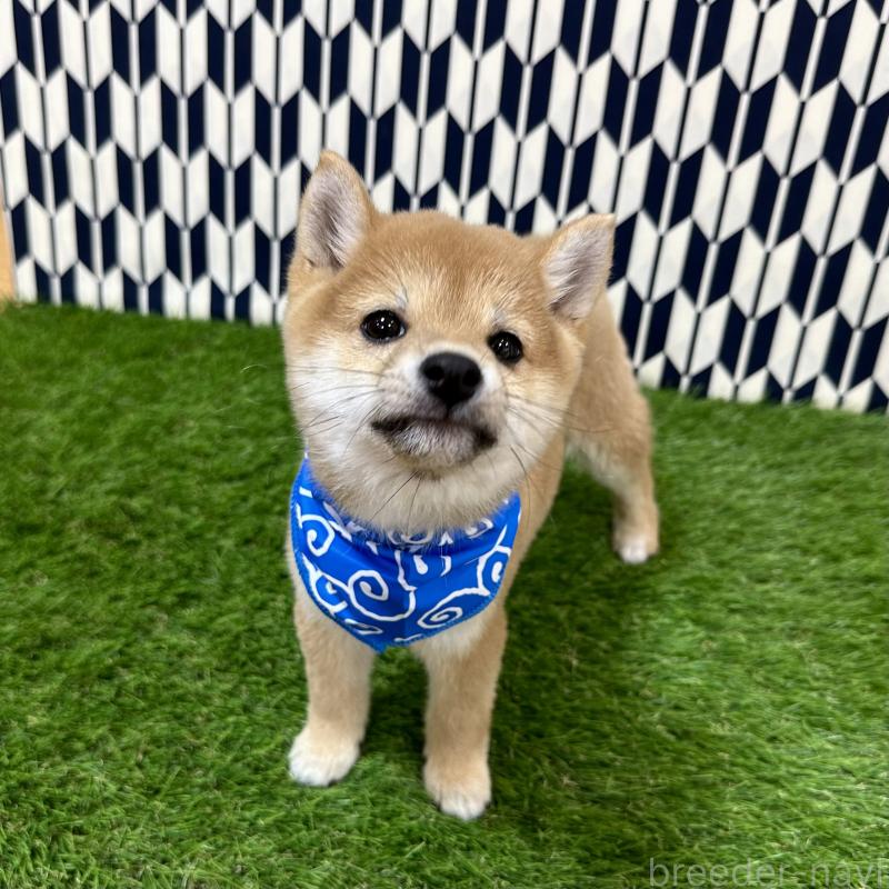 成約済の広島県の豆柴-434331の4枚目