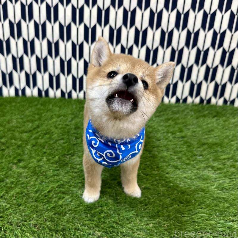 成約済の広島県の豆柴-434331の3枚目