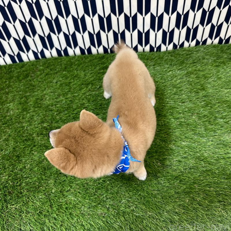 成約済の広島県の豆柴-434331の2枚目