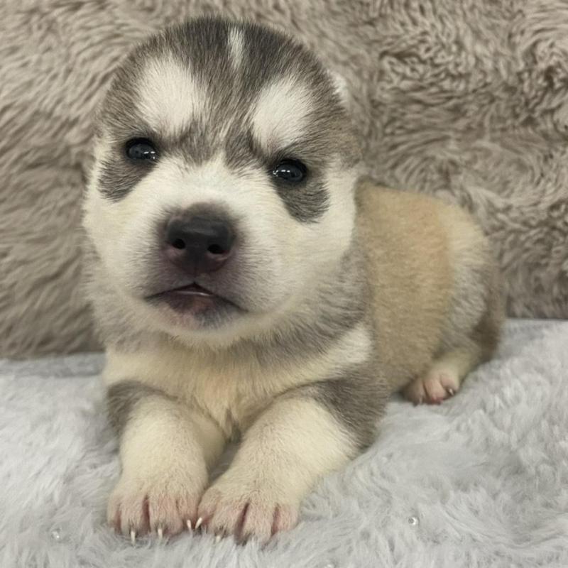 販売中の青森県のシベリアンハスキー-441807の7枚目