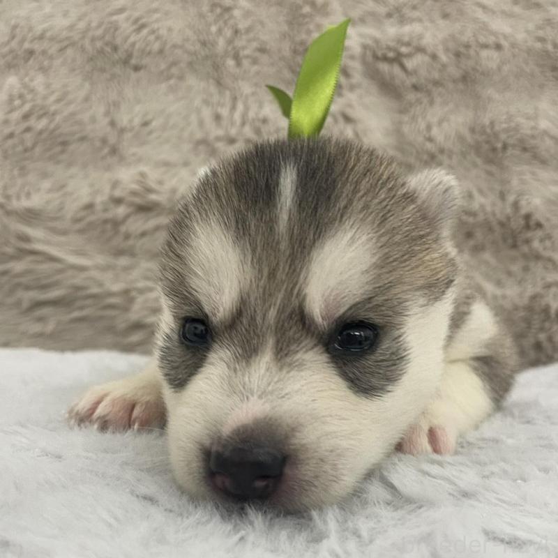 販売中の青森県のシベリアンハスキー-441807の6枚目