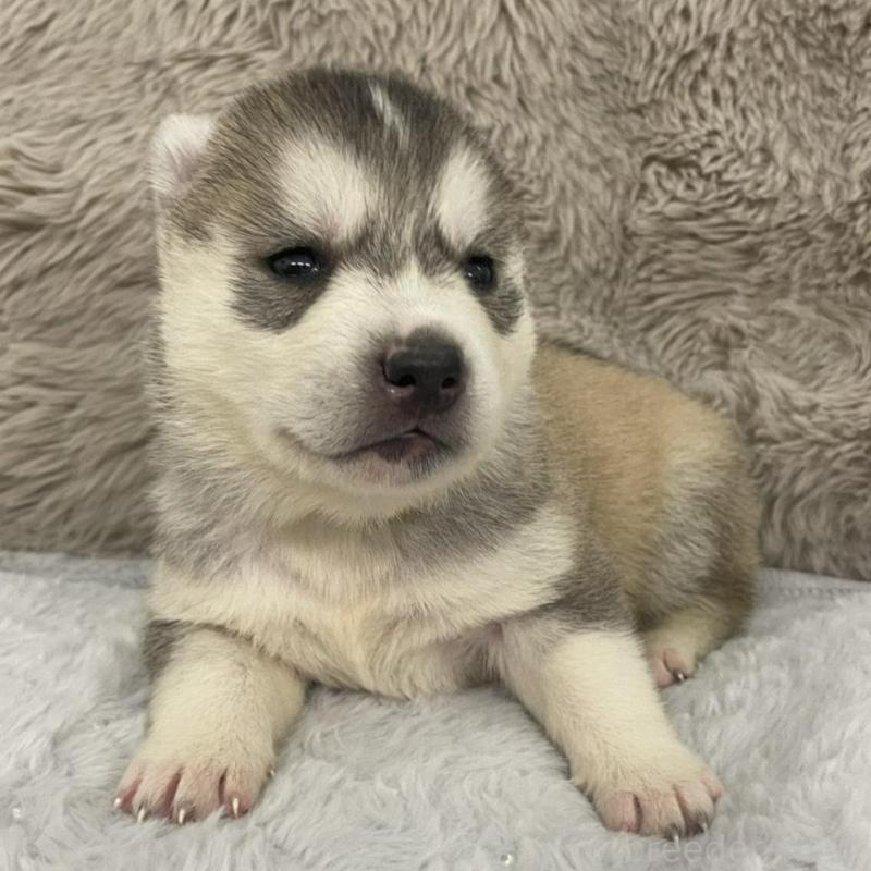 販売中の青森県のシベリアンハスキー-441807