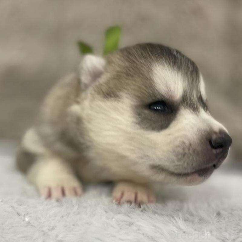 販売中の青森県のシベリアンハスキー-441807の5枚目