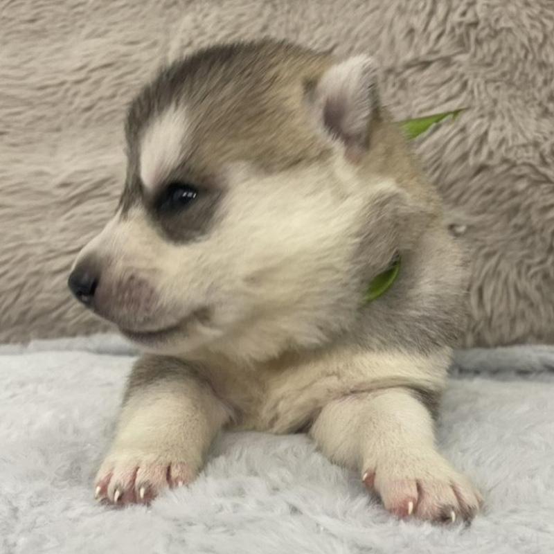 販売中の青森県のシベリアンハスキー-441807の4枚目