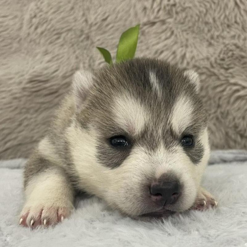 販売中の青森県のシベリアンハスキー-441807の3枚目