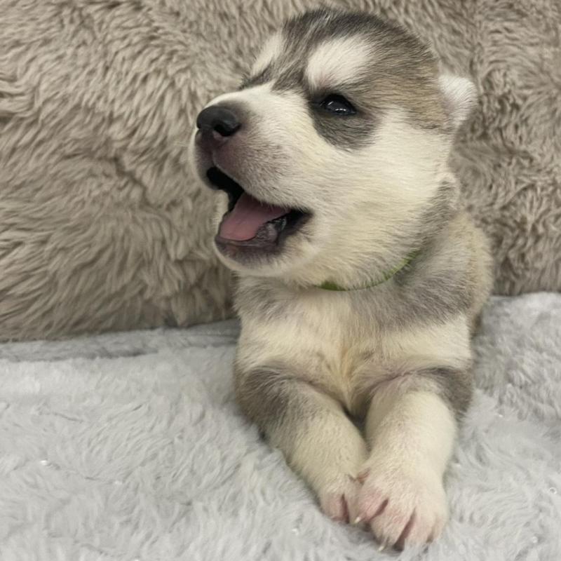 販売中の青森県のシベリアンハスキー-441807の2枚目