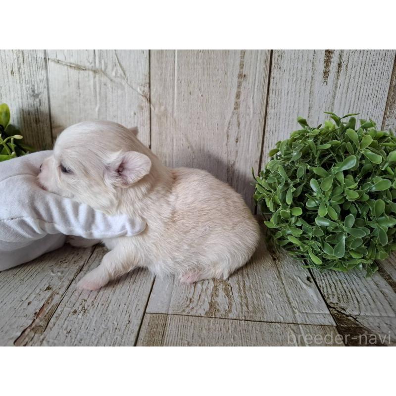 販売中の千葉県のチワワ(ロングコート)-441808の9枚目