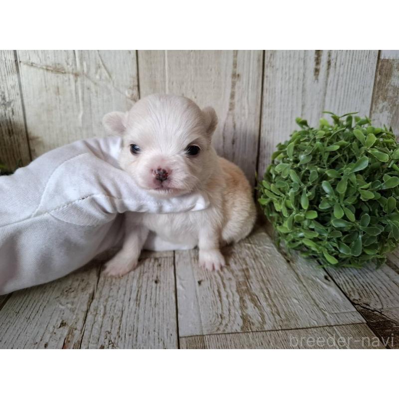 販売中の千葉県のチワワ(ロングコート)-441808の8枚目