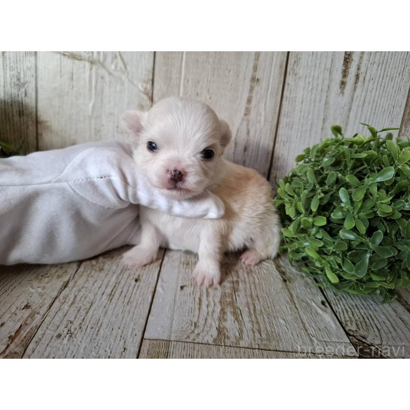 販売中の千葉県のチワワ(ロングコート)-441808の7枚目