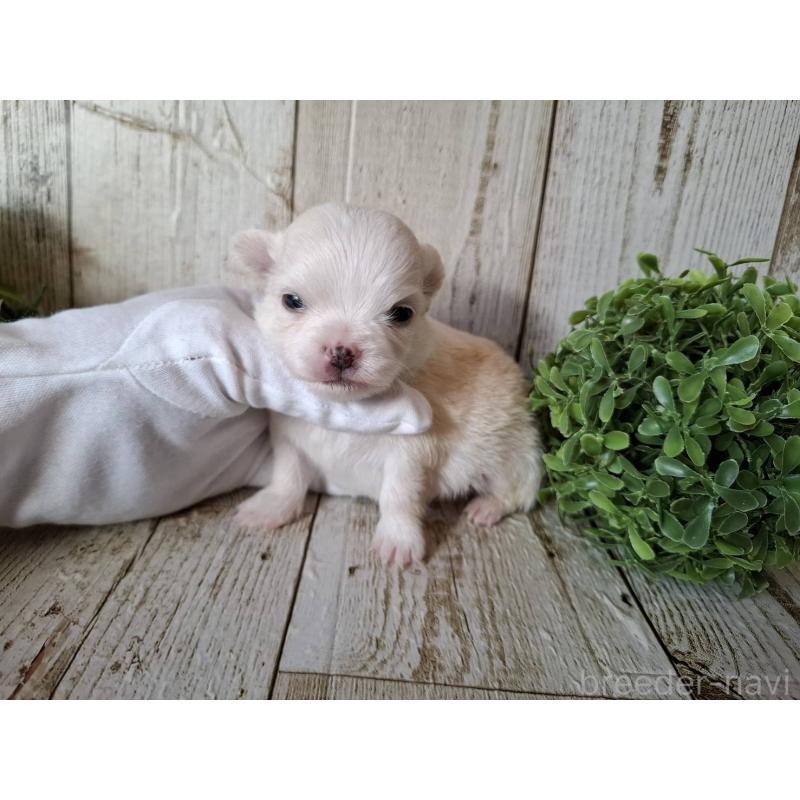 販売中の千葉県のチワワ(ロングコート)-441808の6枚目