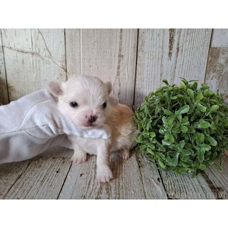 販売中の千葉県のチワワ(ロングコート)-441808の5枚目