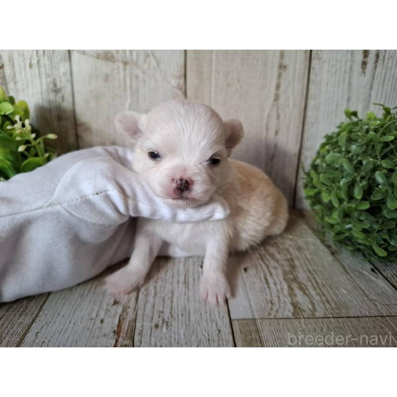 販売中の千葉県のチワワ(ロングコート)-441808の4枚目