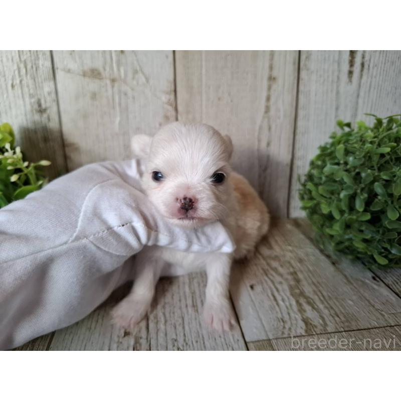 販売中の千葉県のチワワ(ロングコート)-441808の3枚目