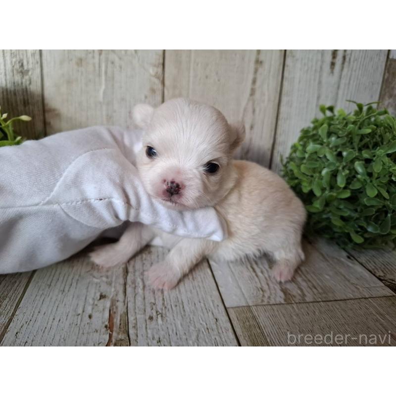 販売中の千葉県のチワワ(ロングコート)-441808の2枚目