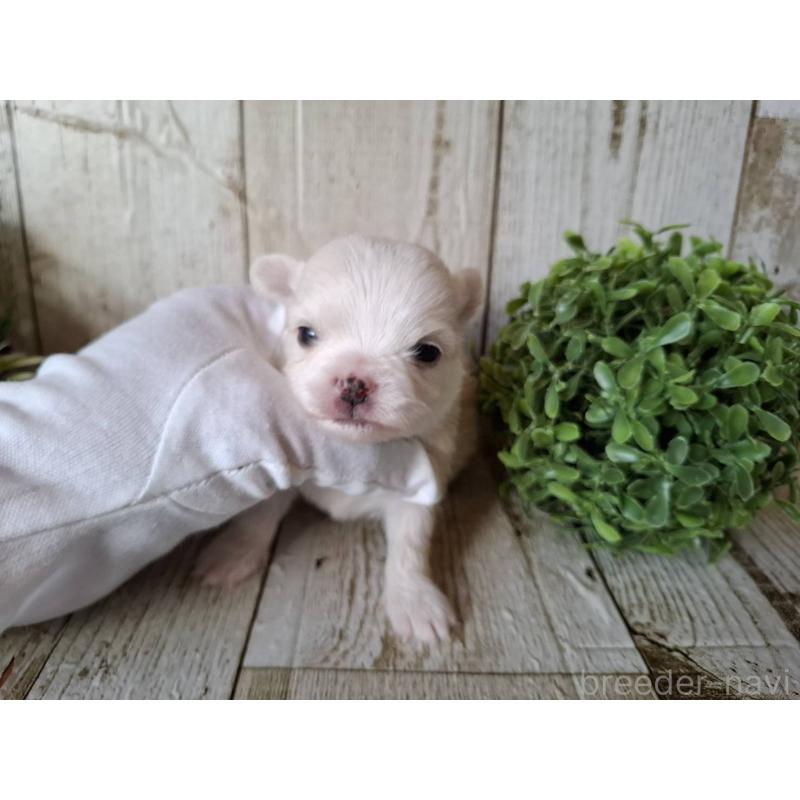 販売中の千葉県のチワワ(ロングコート)-441808