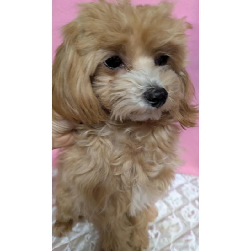 販売中の埼玉県のマルプー:マルチーズ×トイプードル-441811の17枚目