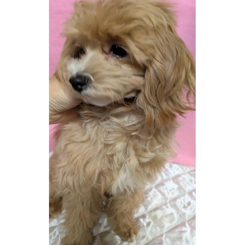 販売中の埼玉県のマルプー:マルチーズ×トイプードル-441811の16枚目